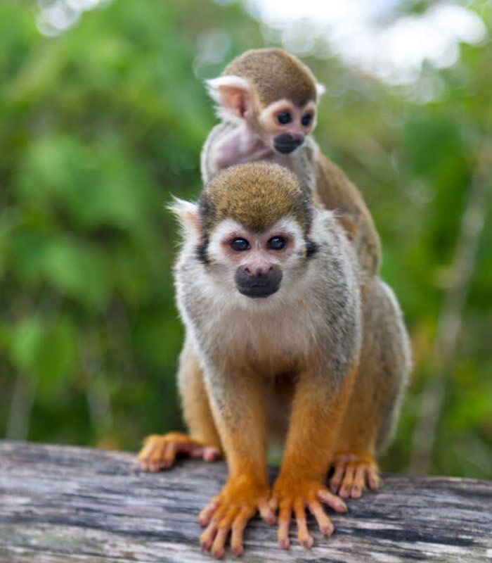 Monkeyland Samana