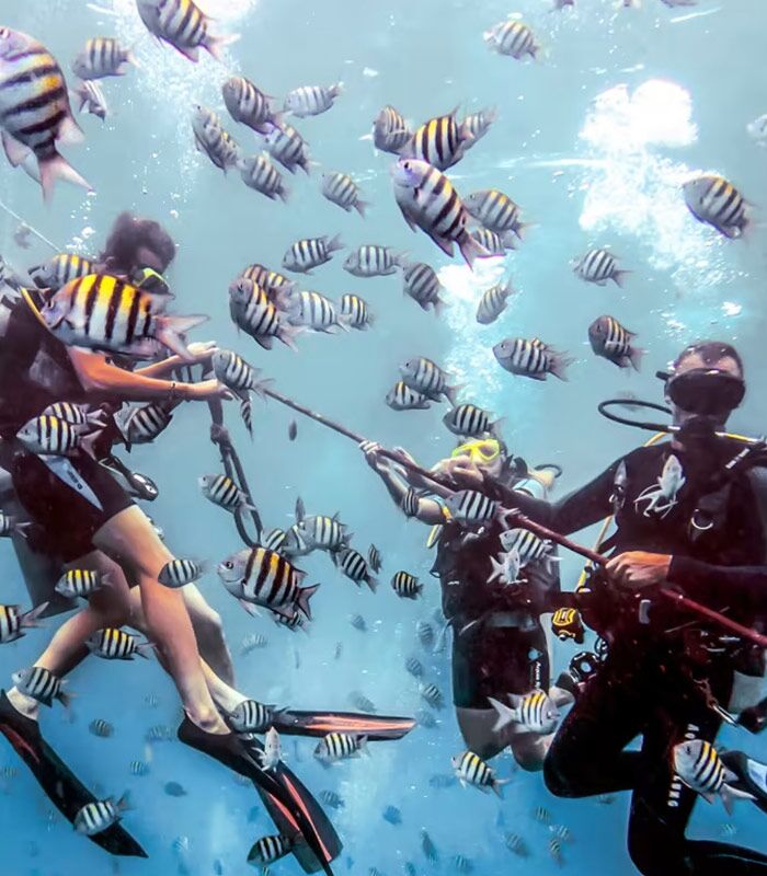 Scuba Diving with certification