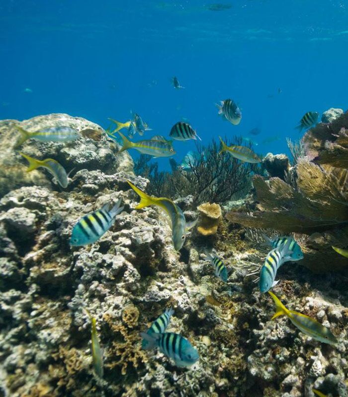 Snorkeling in Jackson Beach