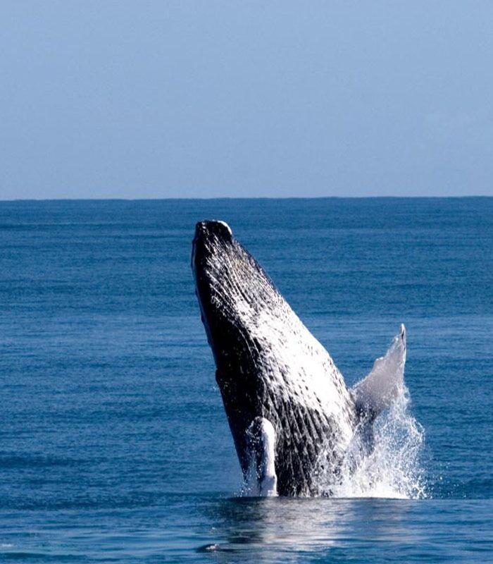 whale-watching-with-lunch-january-march